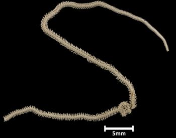 Media type: image;   Invertebrate Zoology OPH-1405 Description: Underside view of single ophiuroid specimen with a scale bar.;  Aspect: ventral